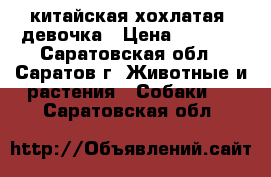 китайская хохлатая  девочка › Цена ­ 3 000 - Саратовская обл., Саратов г. Животные и растения » Собаки   . Саратовская обл.